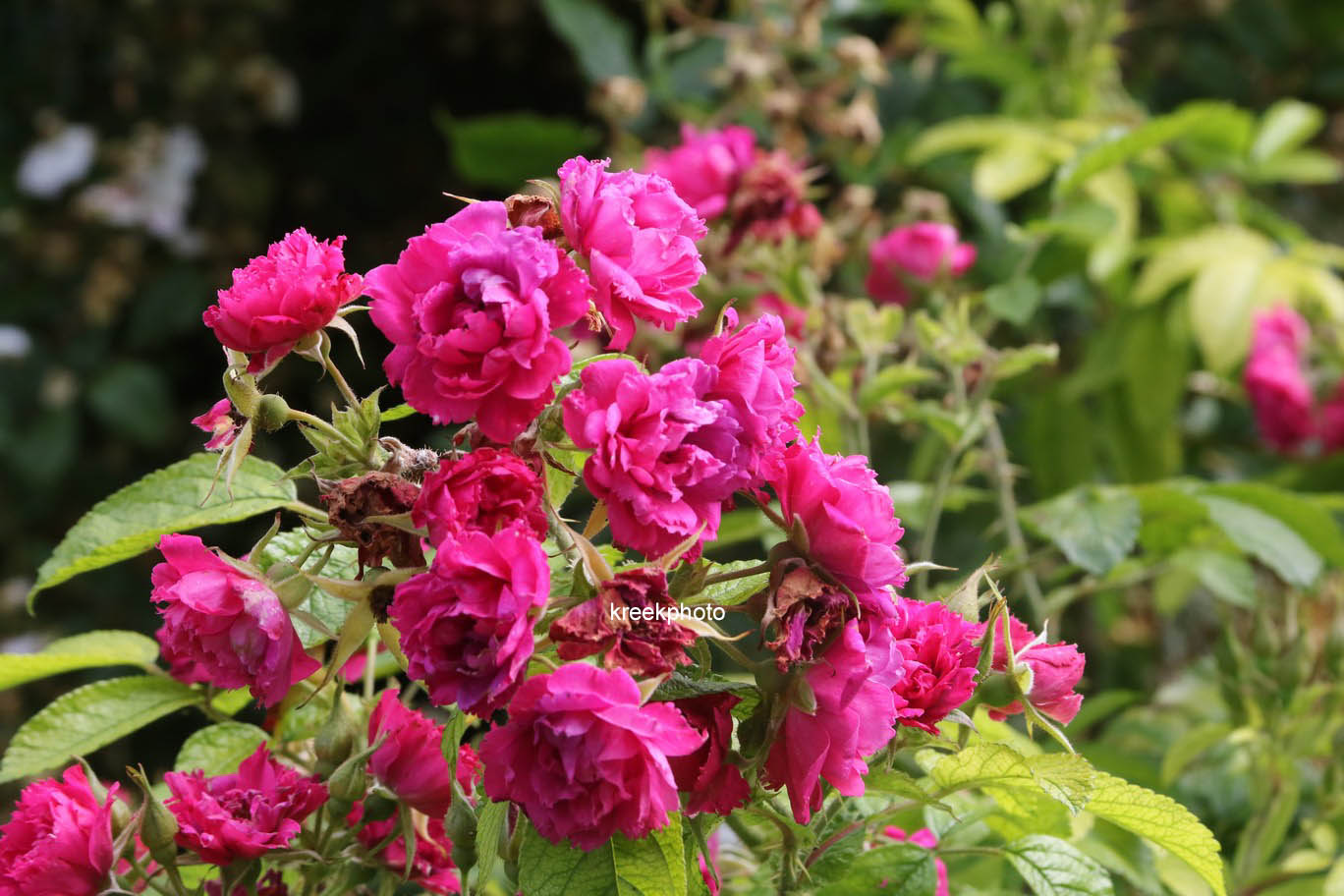 Rosa 'F.J. Grootendorst'