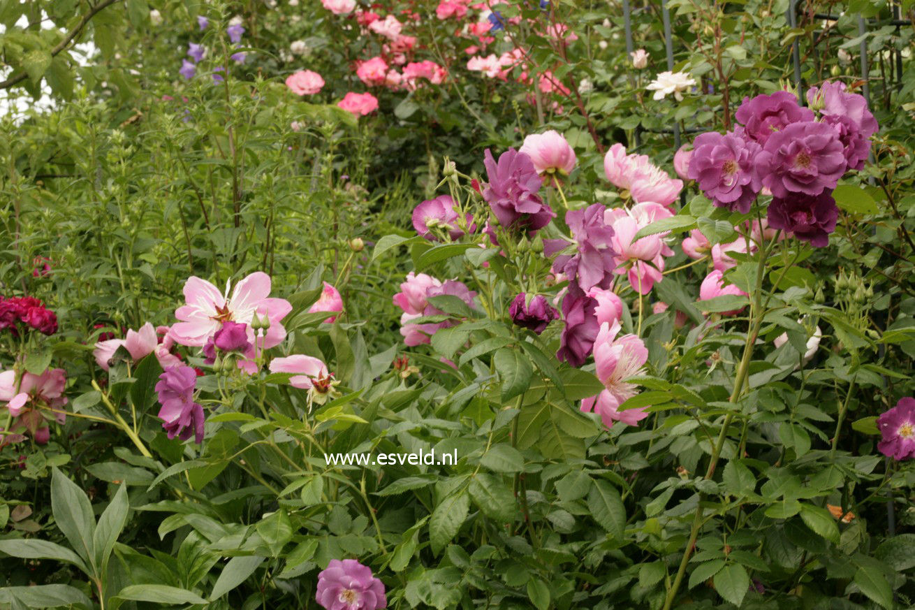 Rosa 'Frantasia' (RHAPSODY IN BLUE)
