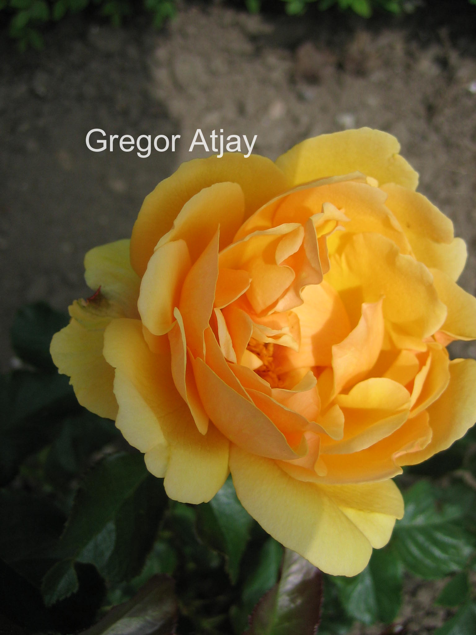 Rosa 'Harroony' (AMBER QUEEN)