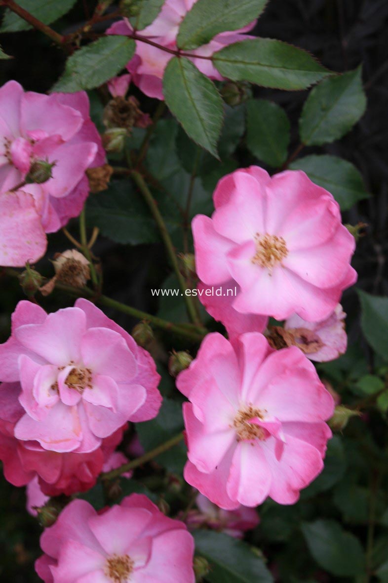 Rosa 'Interlav' (LAVENDER DREAM)