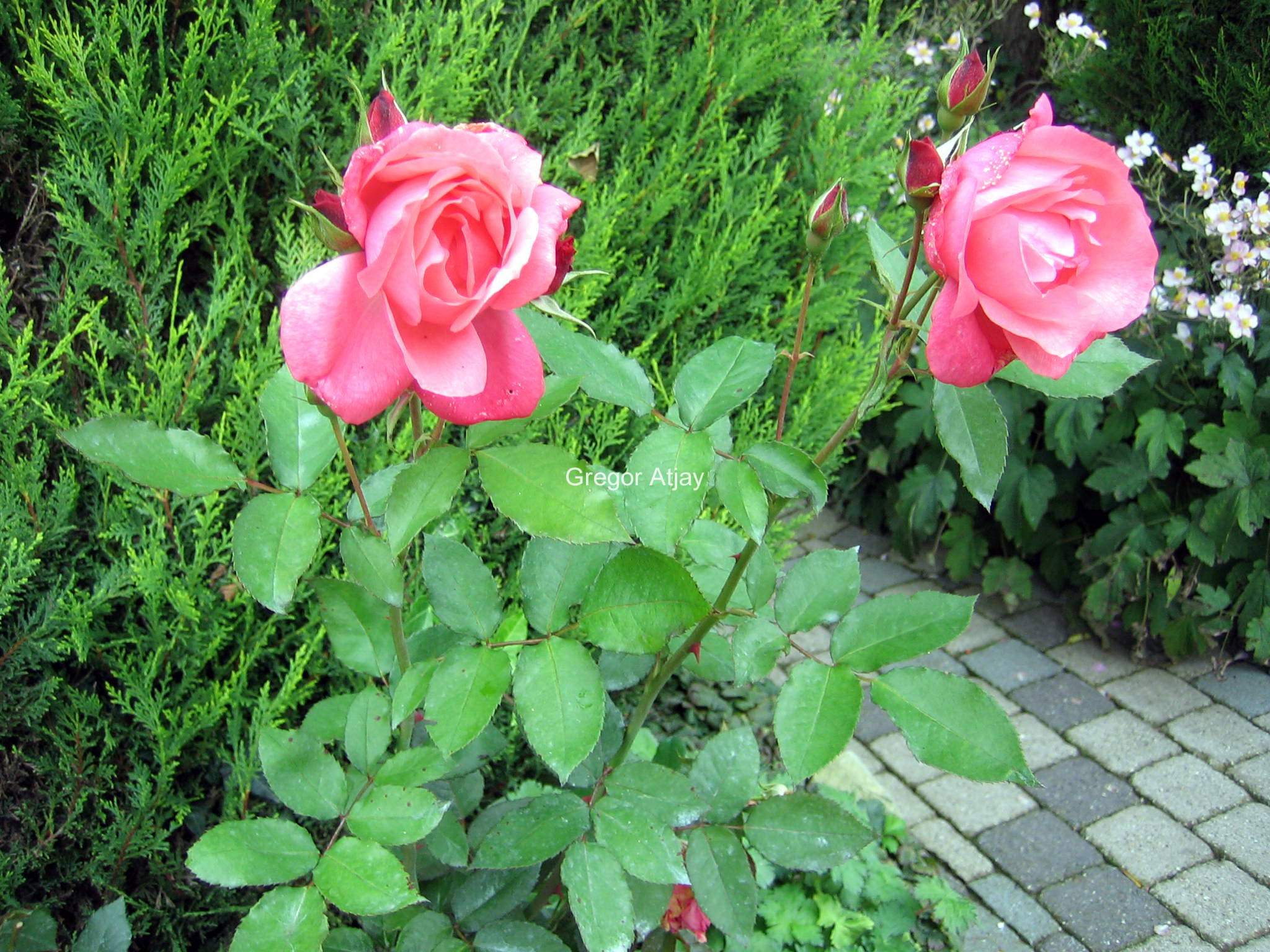 Rosa 'Pernille Poulsen'