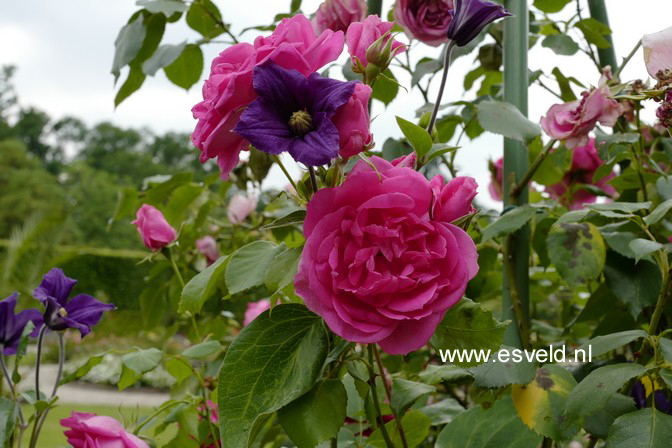 Rosa 'Pink Cloud'