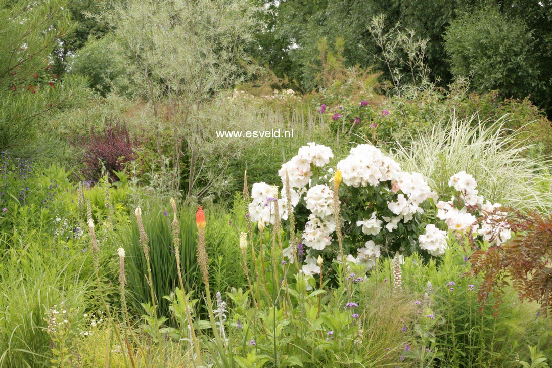 Rosa 'Sally Holmes'