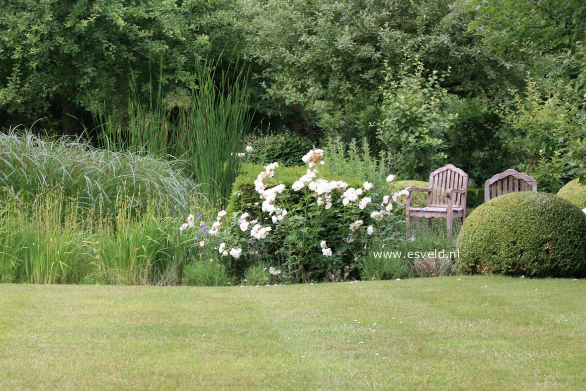 Rosa 'Schneewittchen' (KORBIN)