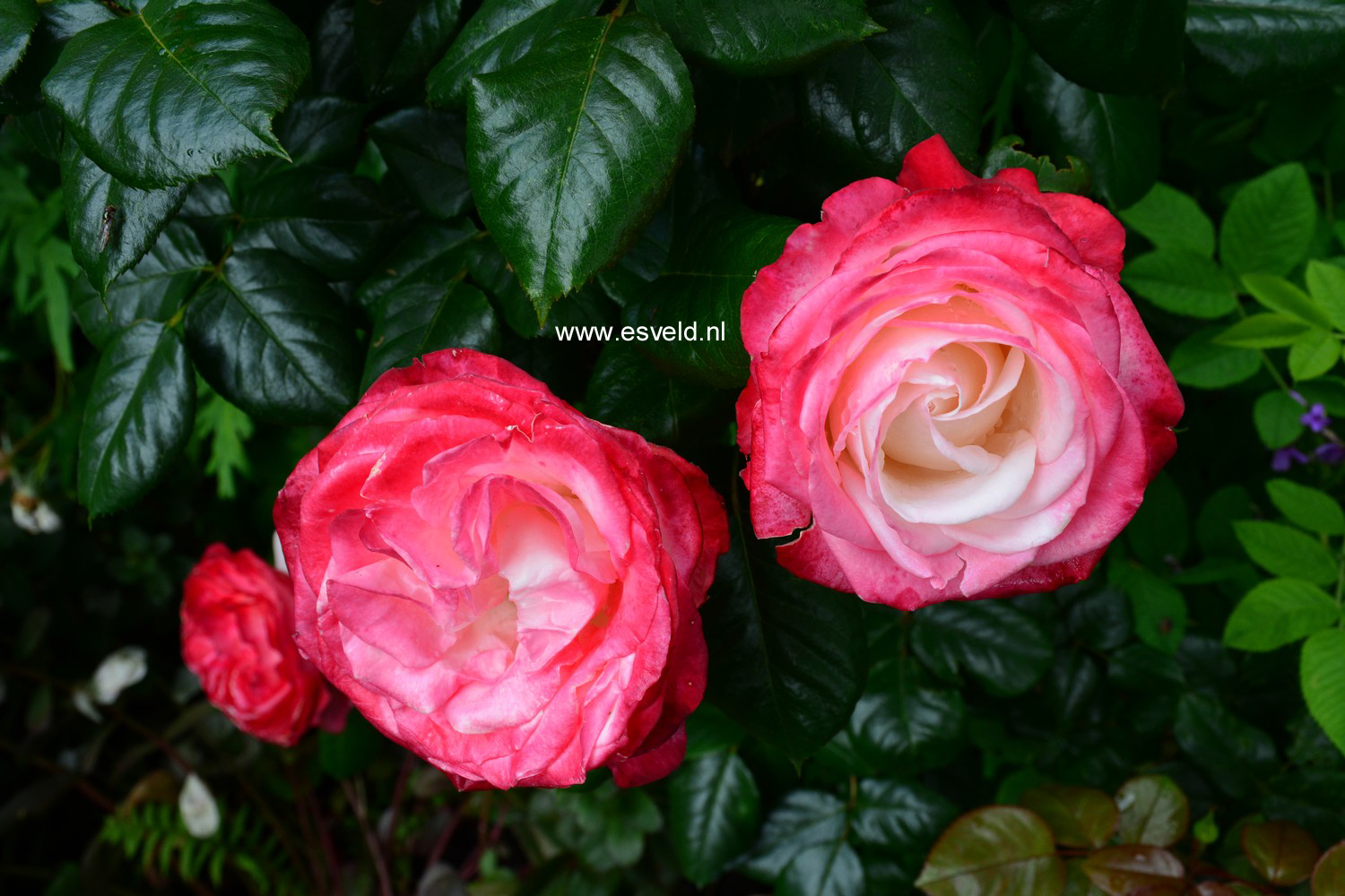 Rosa 'Taneiglab' (NOSTALGIE)