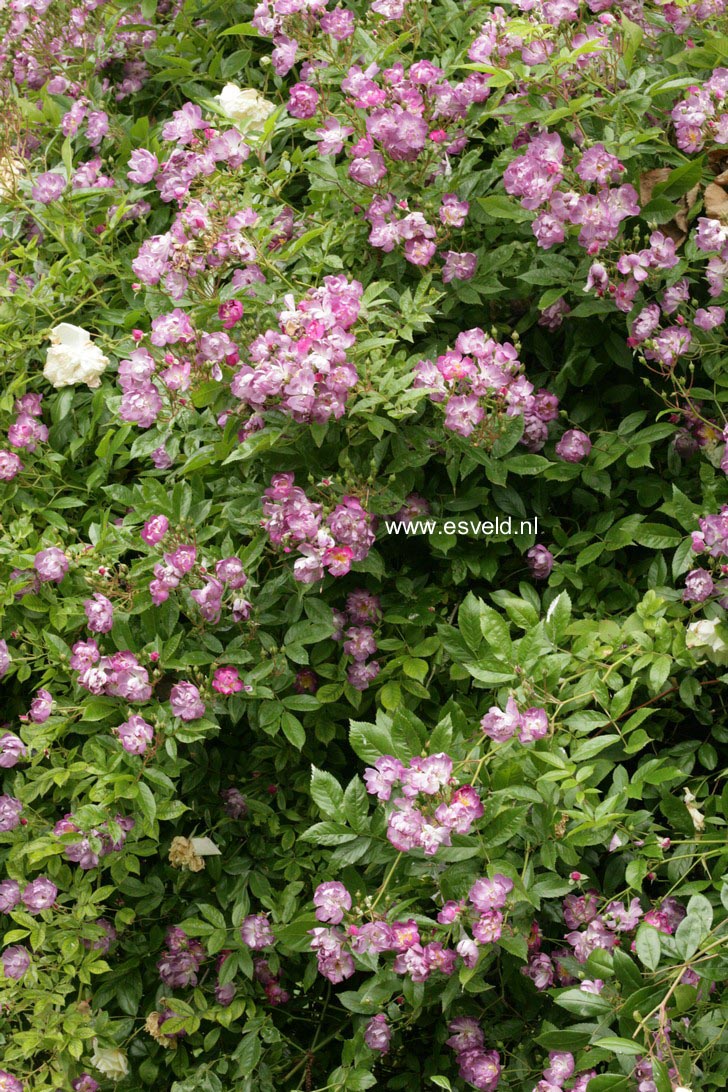 Rosa 'Veilchenblau'