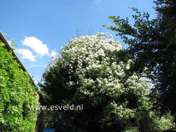 Rosa filipes 'Kiftsgate'