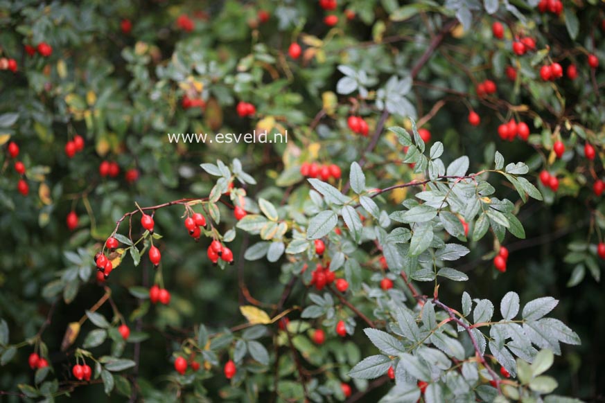 Rosa glauca