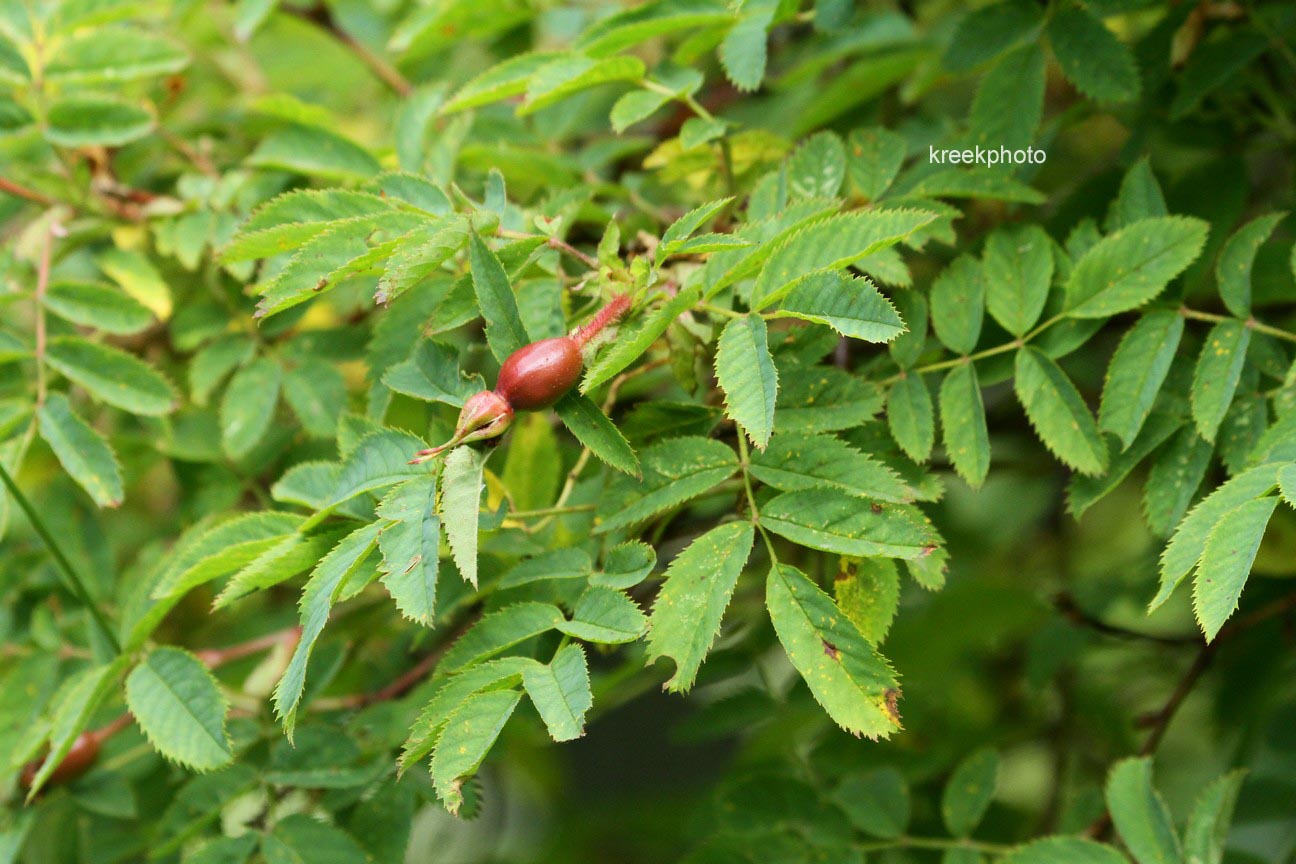Rosa pendulina