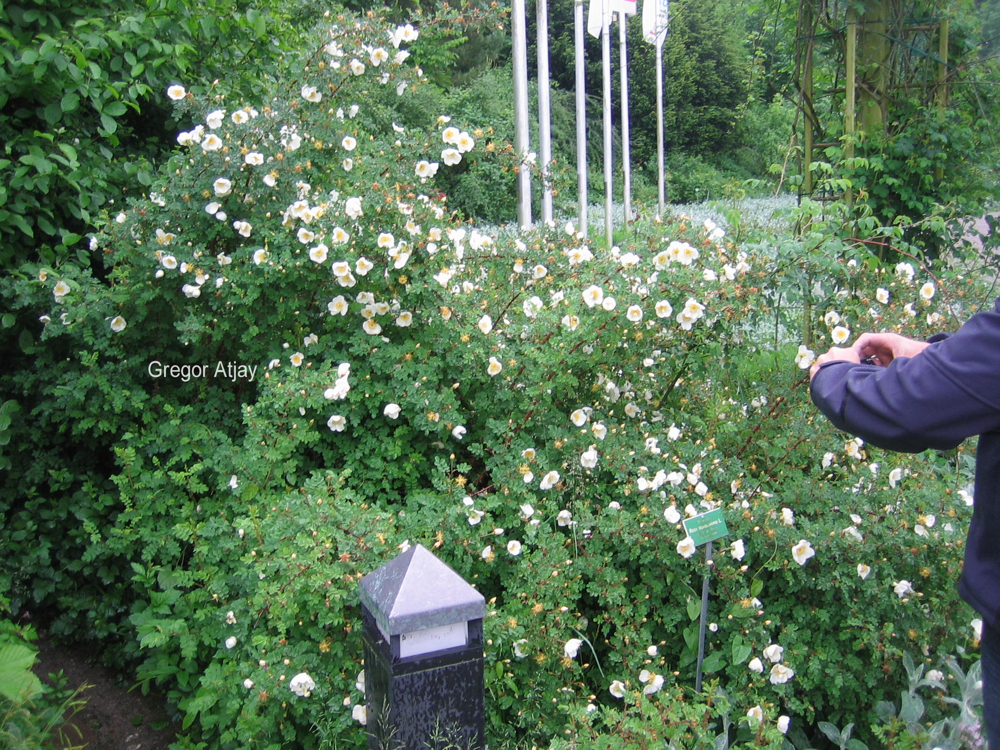 Rosa pimpinellifolia