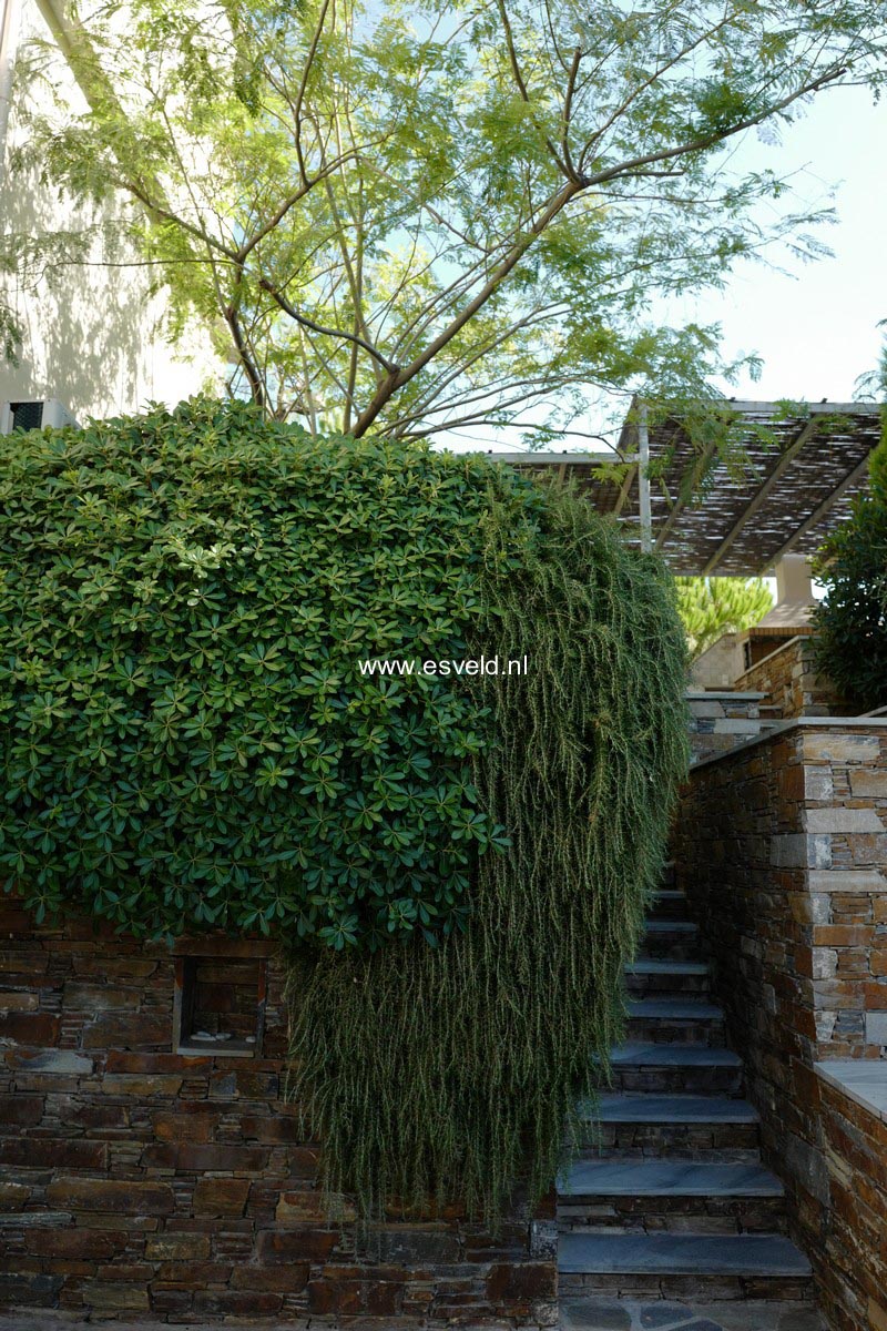 Rosmarinus officinalis 'Capri'