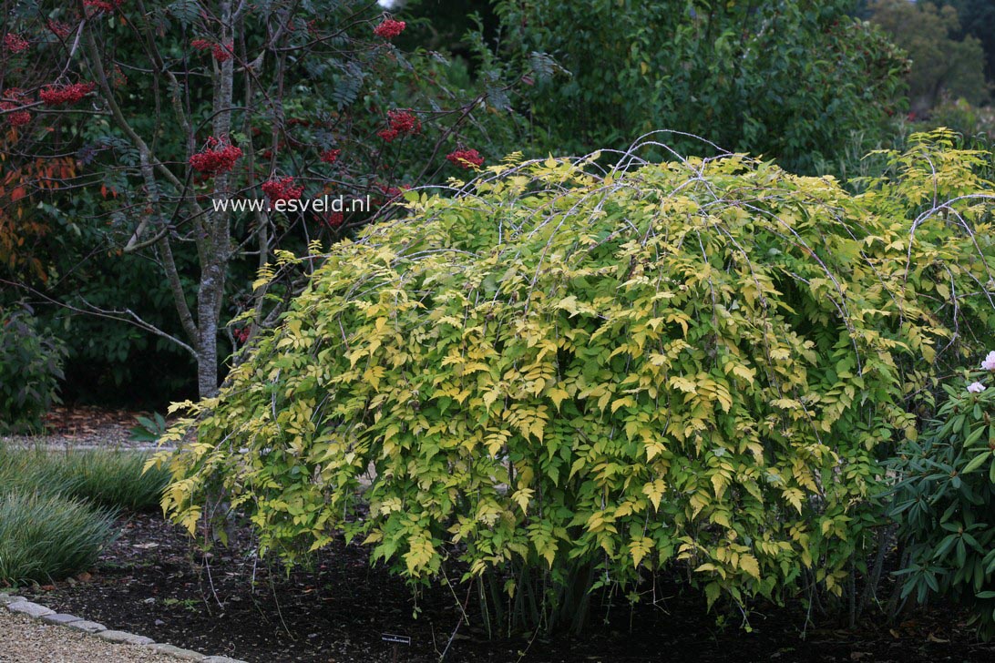 Rubus cockburnianus 'Wyego' (GOLDEN VALE)