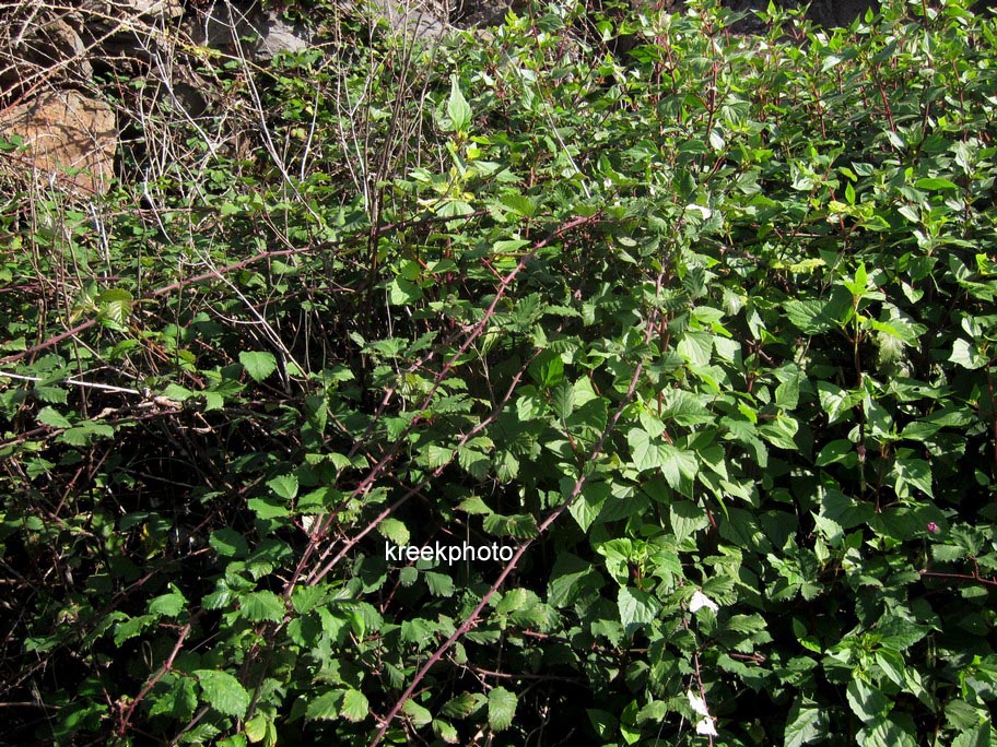Rubus fruticosus