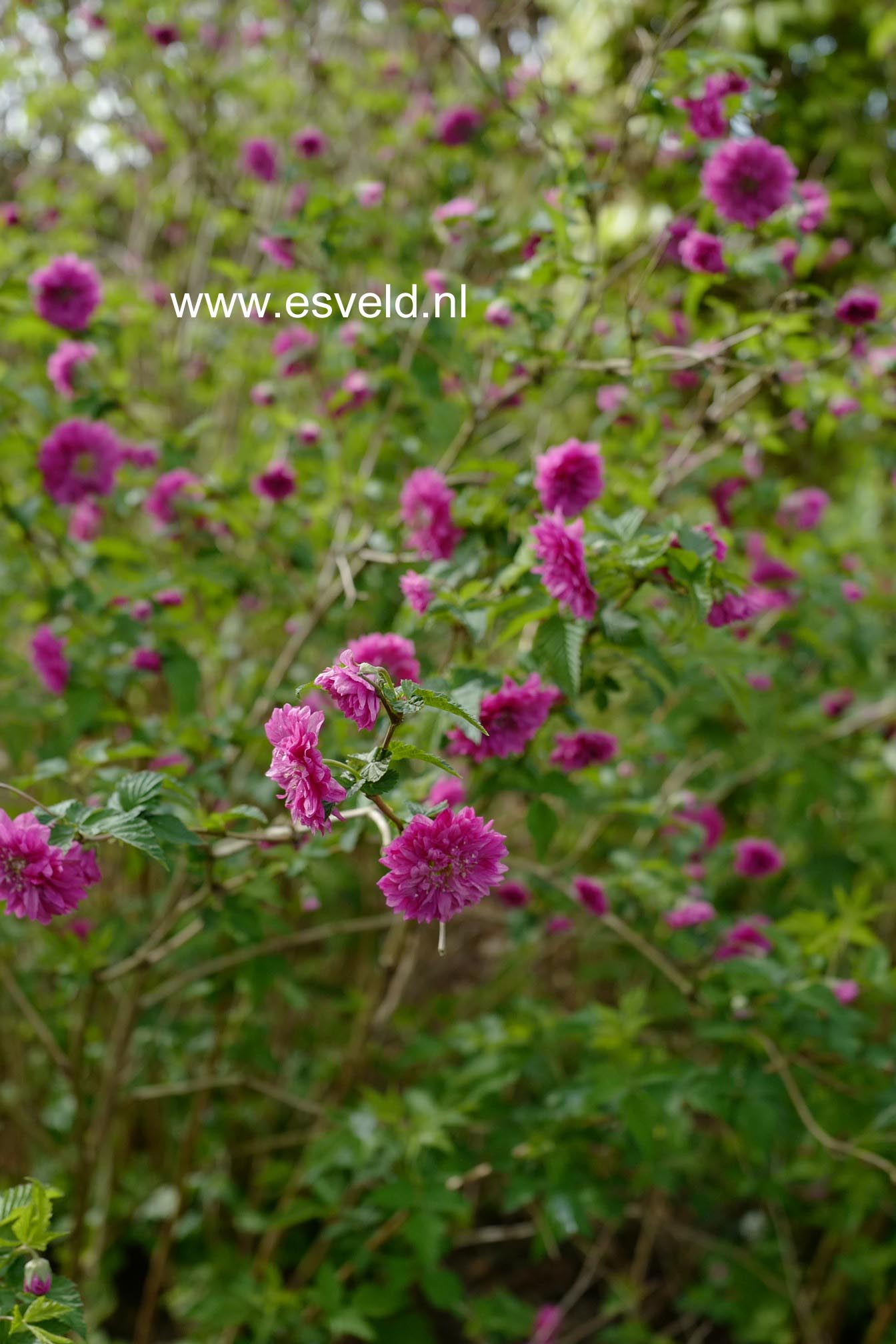 Rubus spectabilis 'Olympic Double'