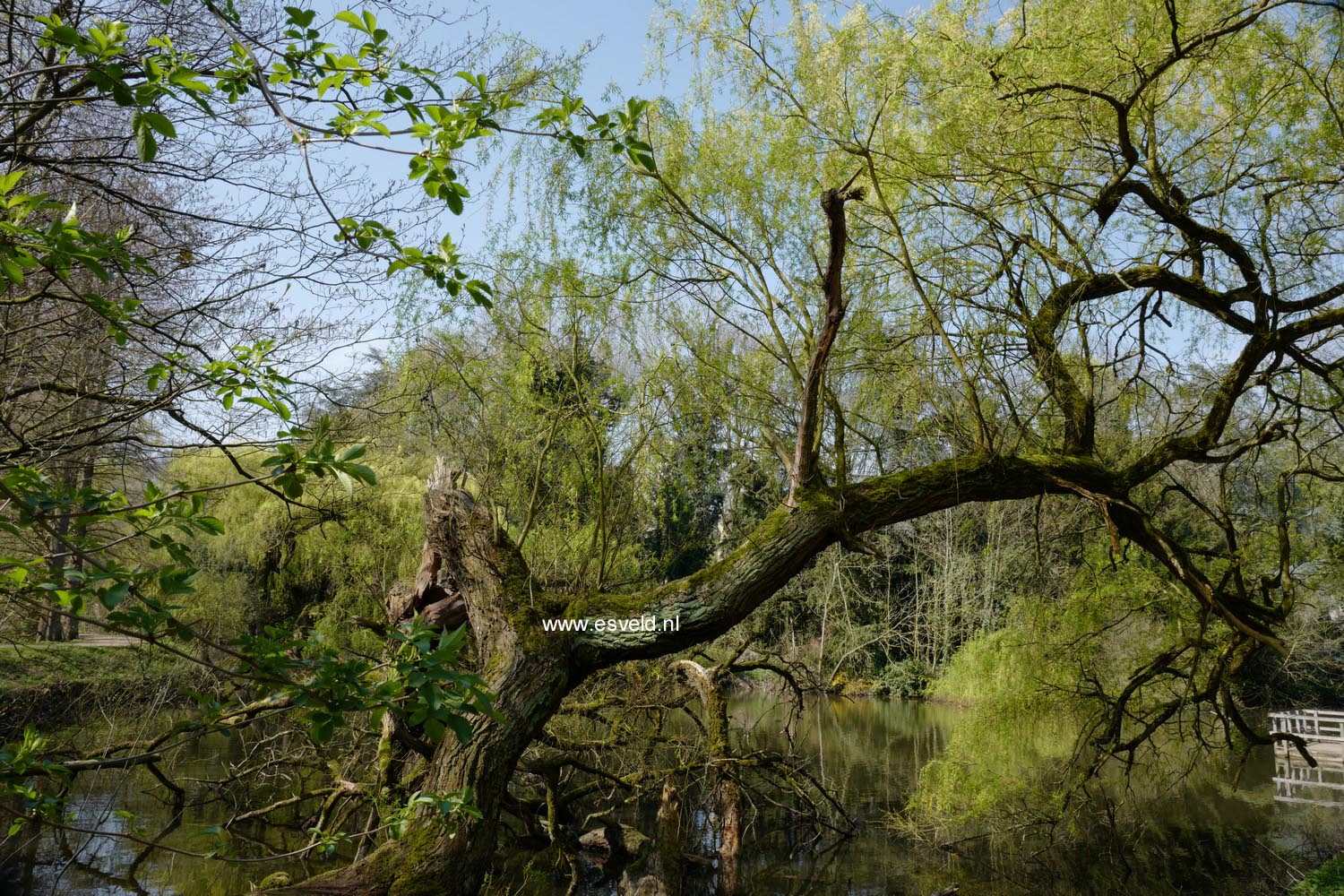 Salix babylonica 'Tortuosa'