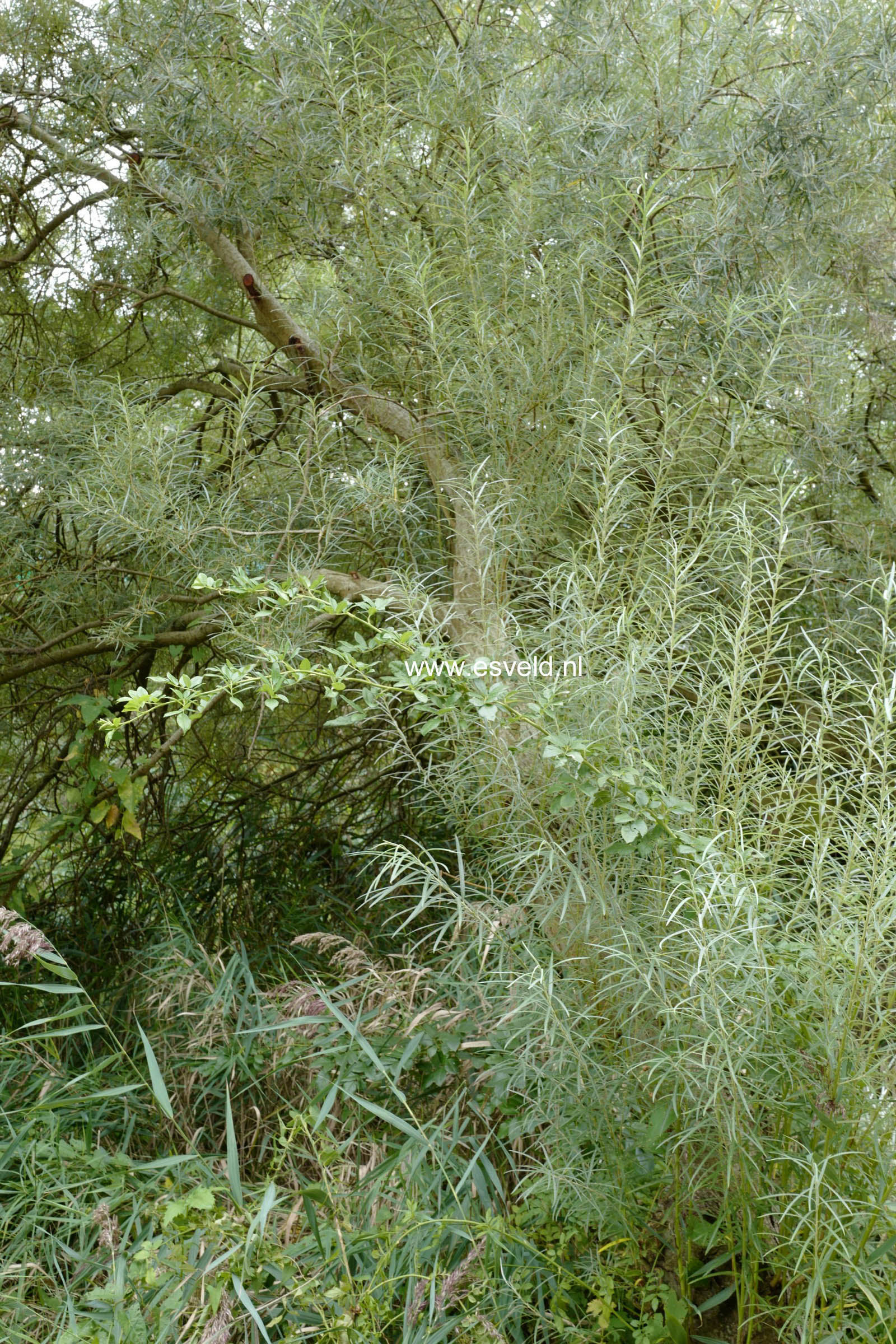 Salix elaeagnos