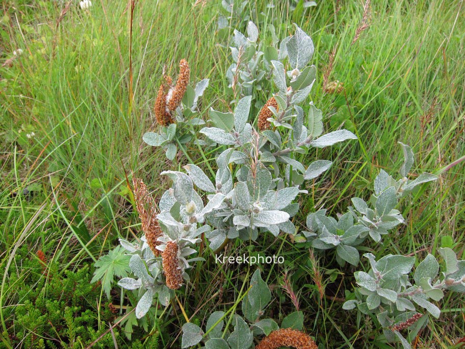 Salix lanata