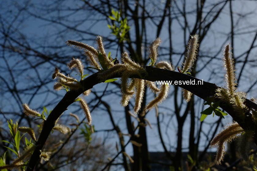 Salix udensis 'Sekka'