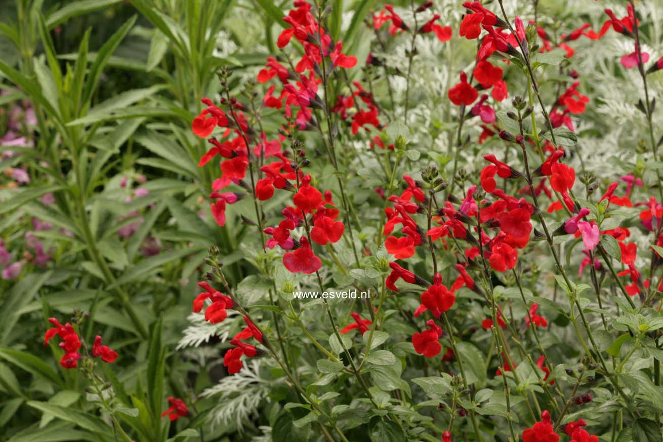 Salvia 'Royal Bumble'