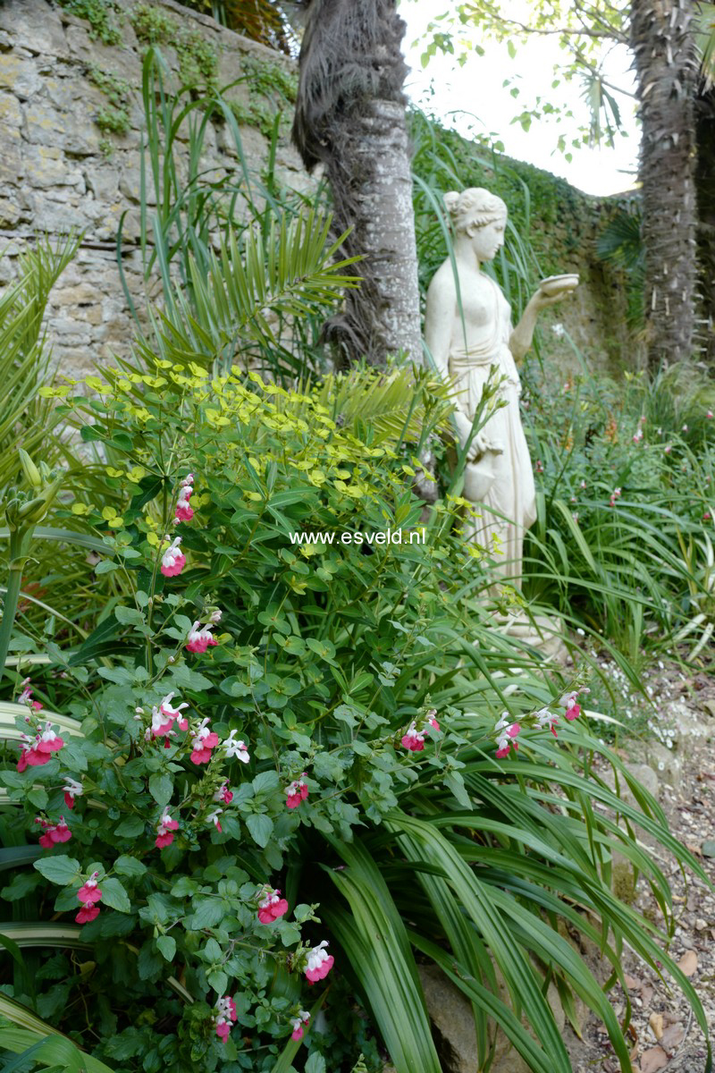 Salvia microphylla 'Hot Lips'
