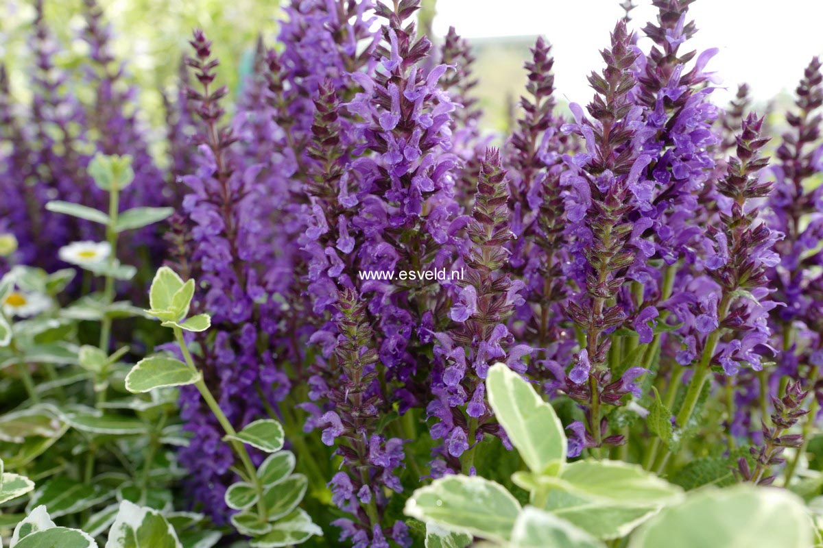 Salvia nemorosa 'Haeumanarc' (MARCUS)
