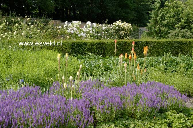 Salvia nemorosa 'Ostfriesland'