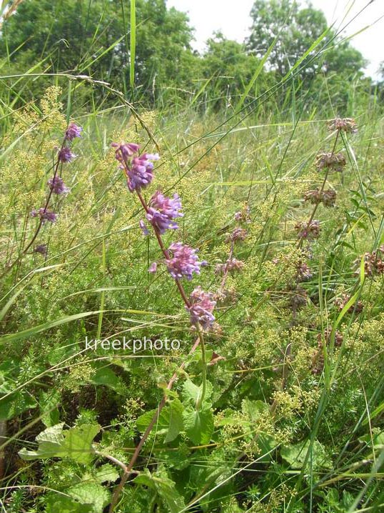 Salvia verticillata