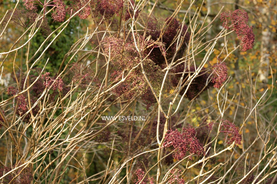Sambucus canadensis
