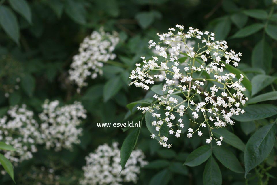 Sambucus nigra