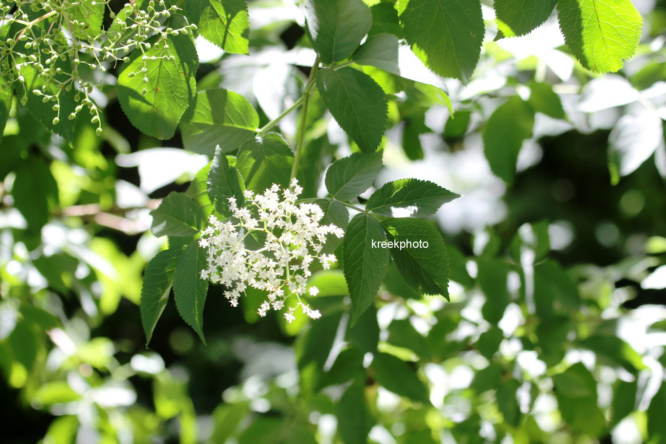 Sambucus racemosa