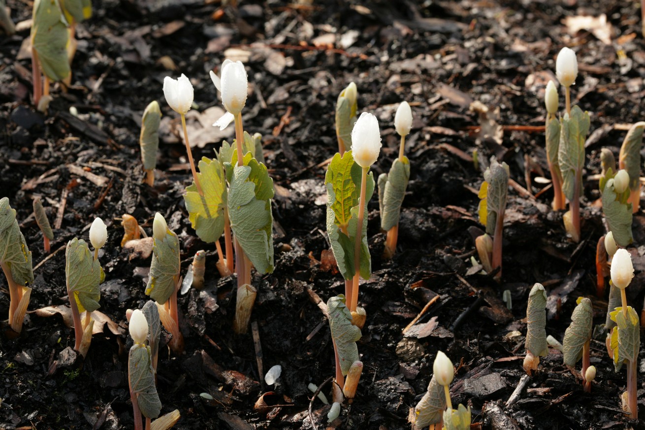 Sanguinaria canadensis