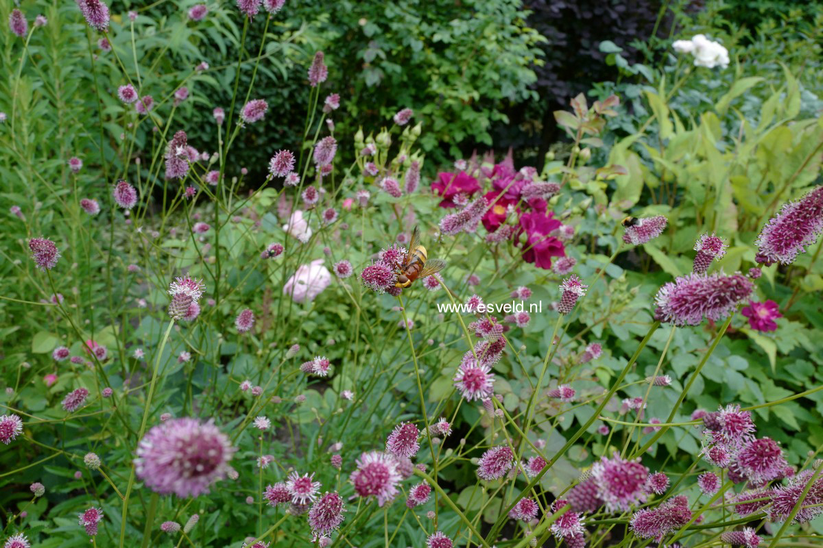 Sanguisorba officinalis 'Pink Tanna'