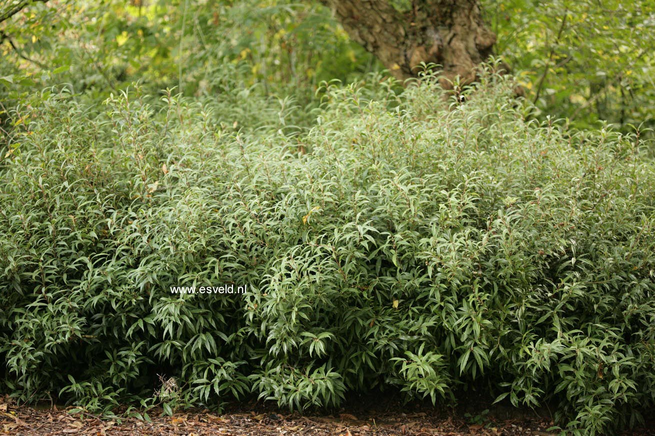 Sarcococca hookeriana digyna