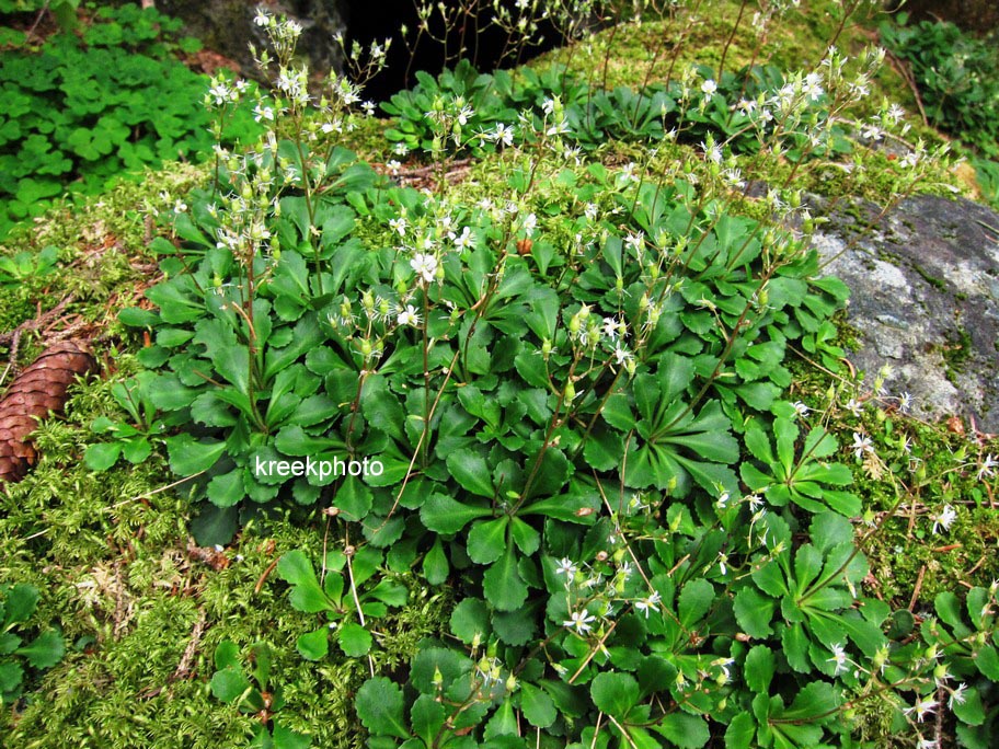 Saxifraga cuneifolia