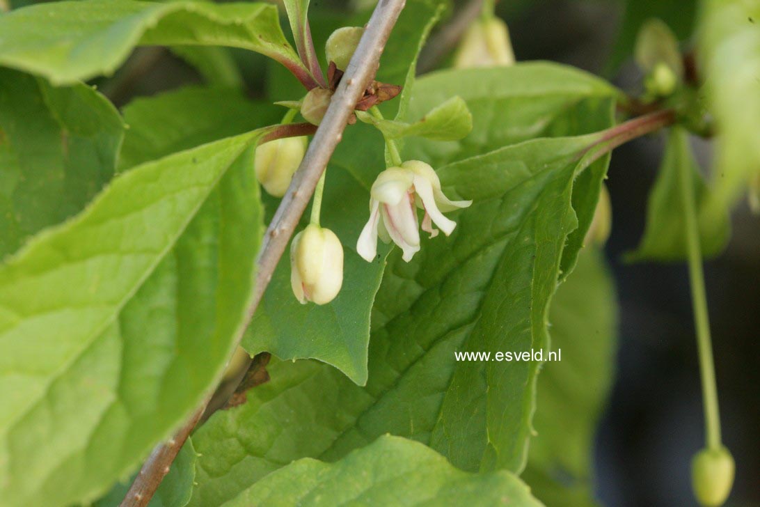 Schisandra chinensis