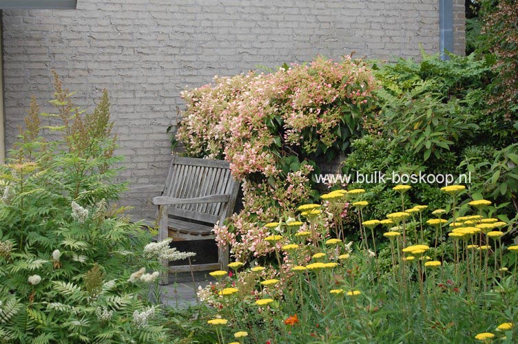 Schizophragma hydrangeoides 'Roseum'