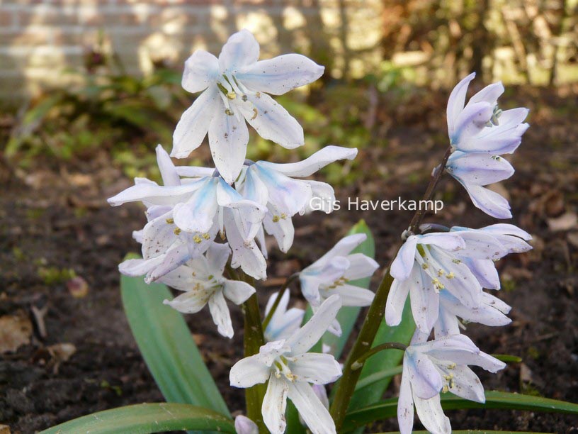 Scilla mischtschenkoana