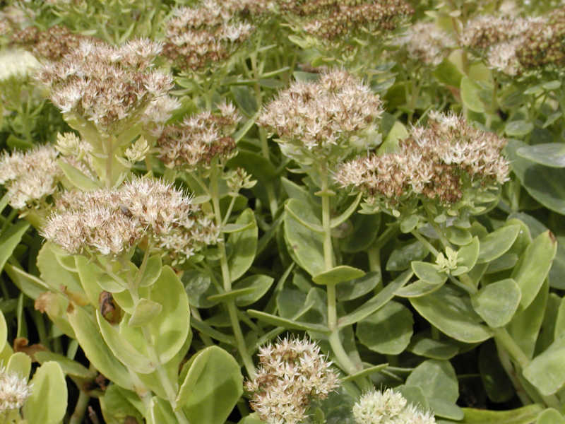 Sedum spectabile 'Star Dust'