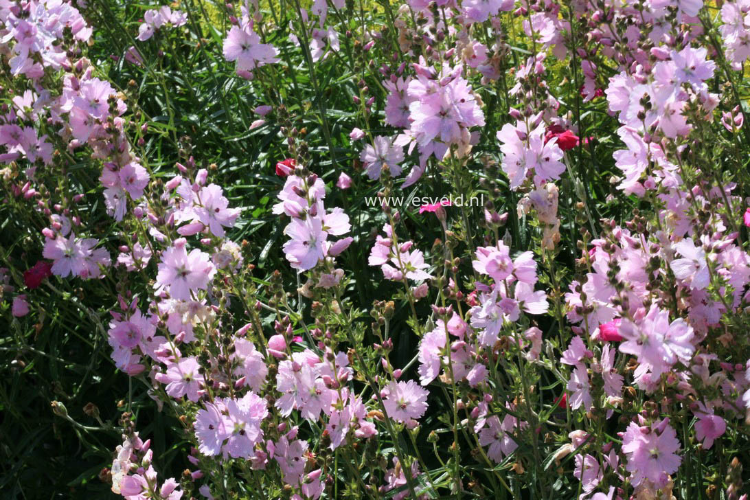 Sidalcea 'Elsie Heugh'