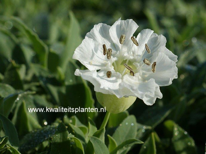 Silene uniflora 'Weisskehlchen'