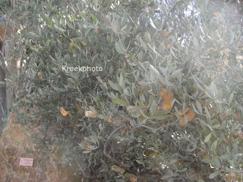 Simmondsia chinensis