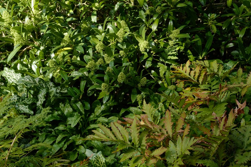 Skimmia confusa 'Kew Green'