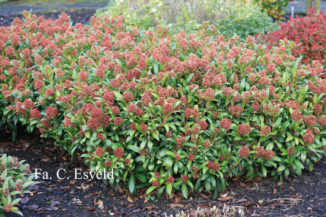 Skimmia japonica 'Emerald King'