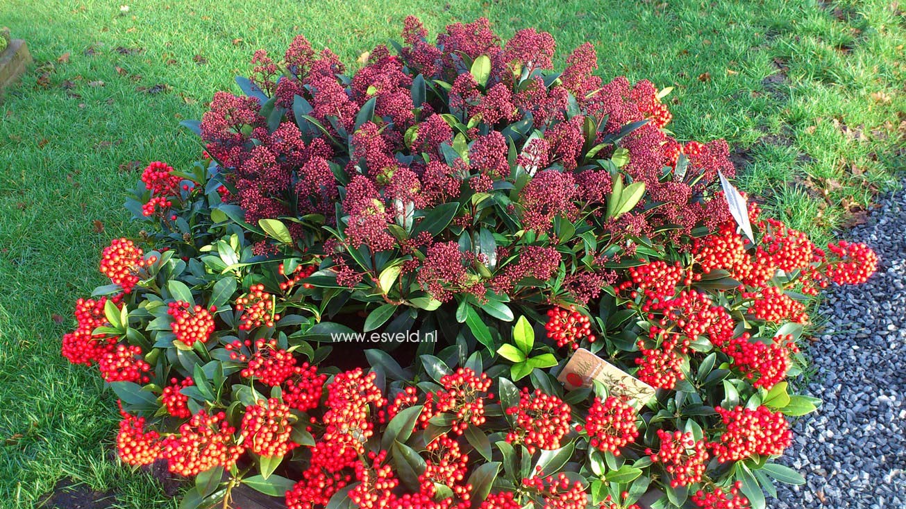 Skimmia japonica