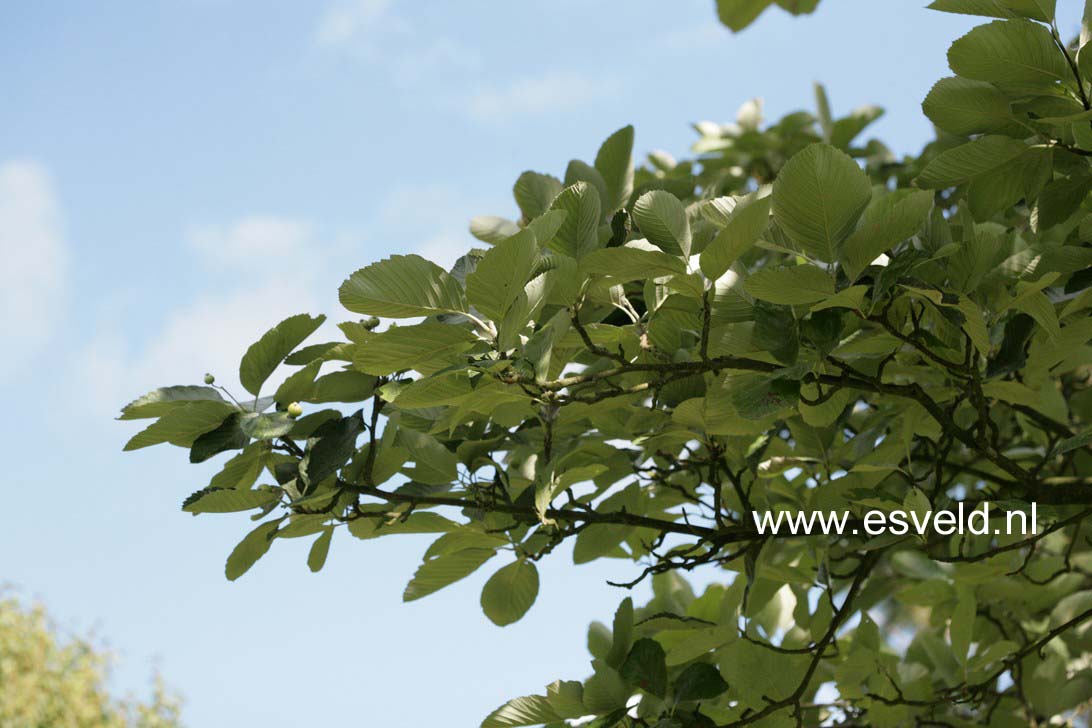 Sorbus 'Wilfrid Fox'
