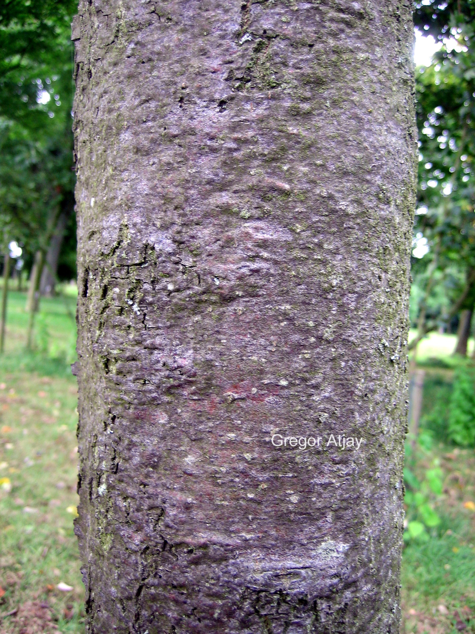Sorbus aria 'Magnifica'