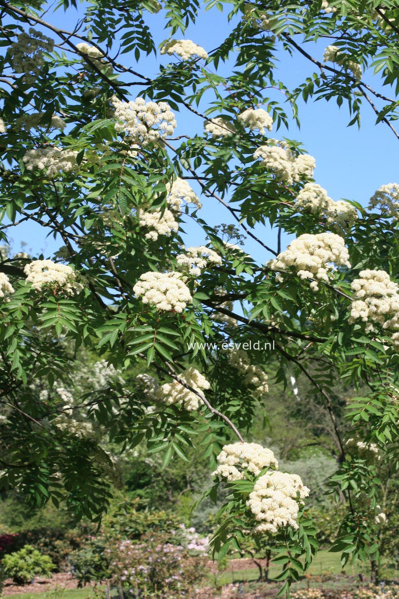 Sorbus rufo-ferruginea