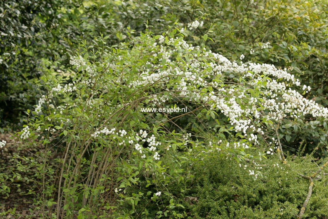 Spiraea prunifolia