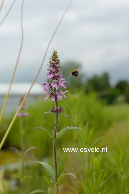 Stachys palustris