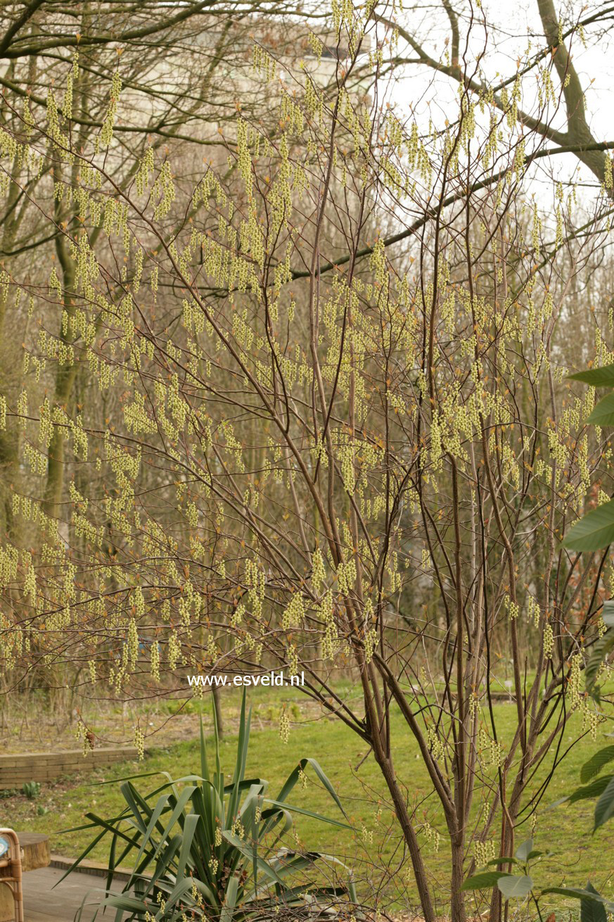 Stachyurus chinensis 'Wonderful Image'